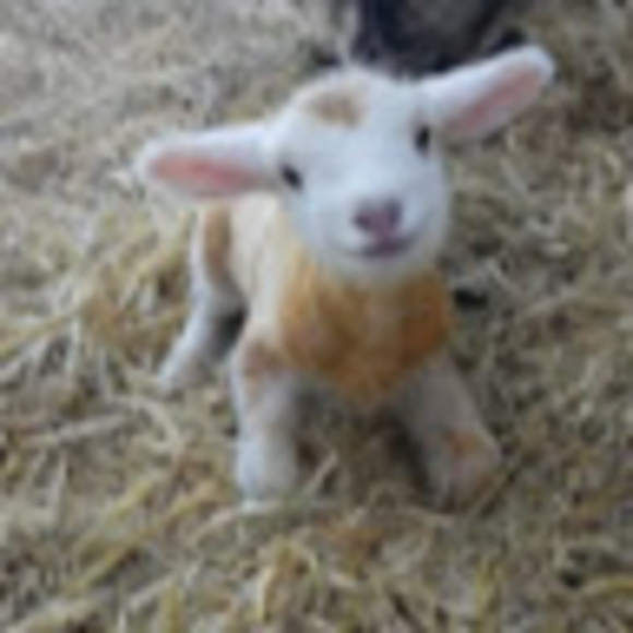 Meet your Posher, J - Picture 1 of 1